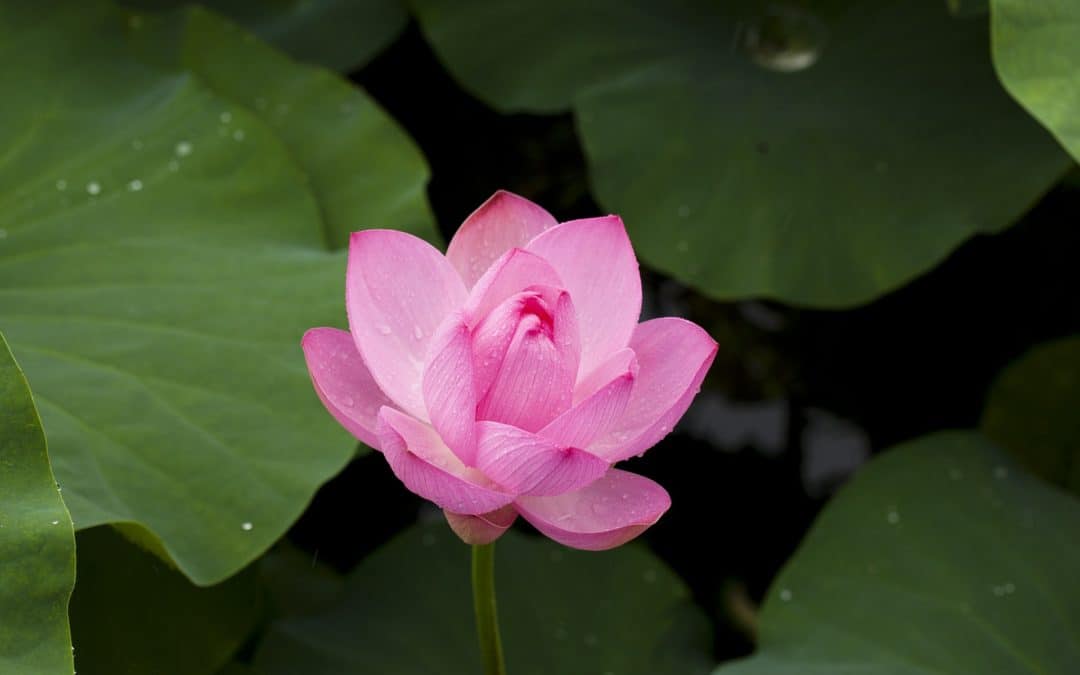 Sustainability and nature conservation