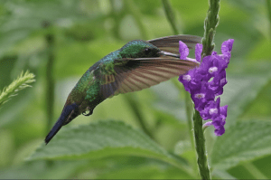 Bird Watching in Costa Rica - Hummingbird