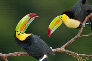 Bird watching in Costa Rica Toucan