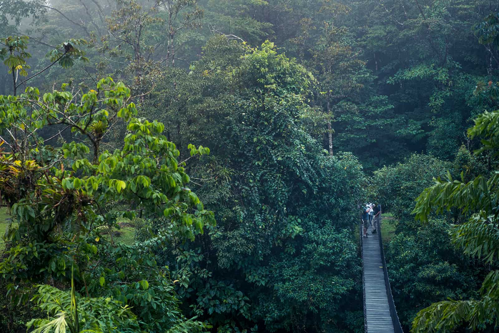 The mysterious Costa Rica rainforest, all you need to know