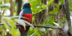 Bird Watching in Costa Rica Trogon