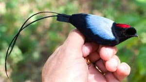 Bird Watching in Costa Rica Long-tailed Manakin