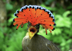 Bird watching in Costa Rica Northern Royal Flycatcher