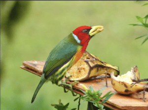 Bird Watching in Costa Rica Red-headed Barbet