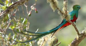 Bird watching in Costa Rica - Quetzal
