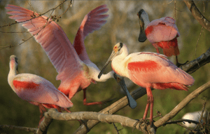 Bird Watching in Costa Rica Roseate Spoonbill