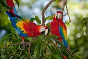 Bird watching in Costa Rica Scarlet Maccaw