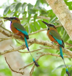 Bird Watching in Costa Rica Motmot
