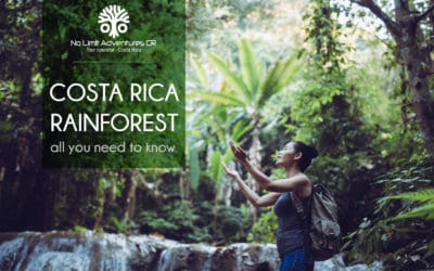 The mysterious Costa Rica rainforest, all you need to know