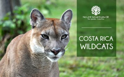 Costa Rica Wildcats