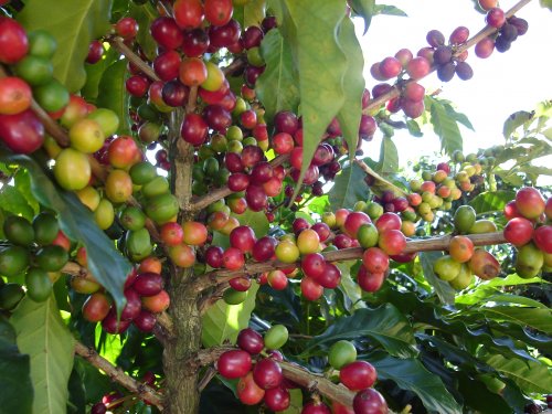 coffee bean from arabica plant