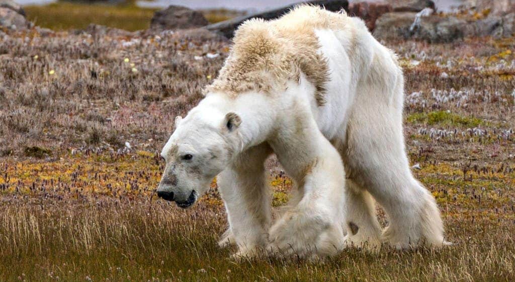 Climate change effects