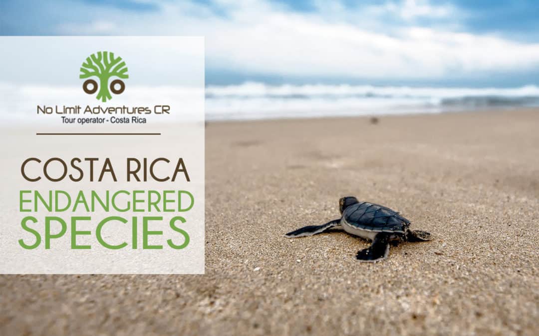 Costa Rica endangered species