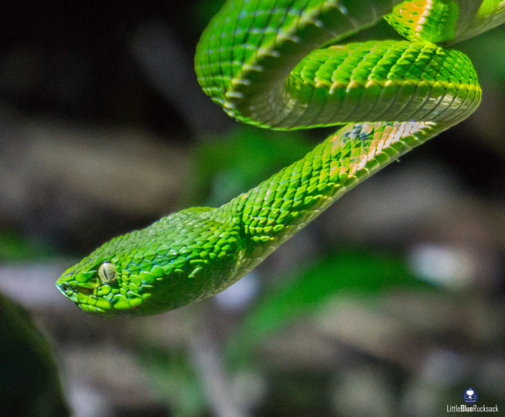 Monteverde wildlife