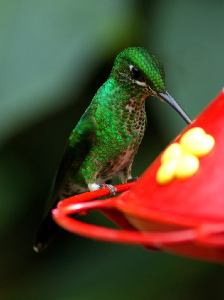 monteverde colibrí