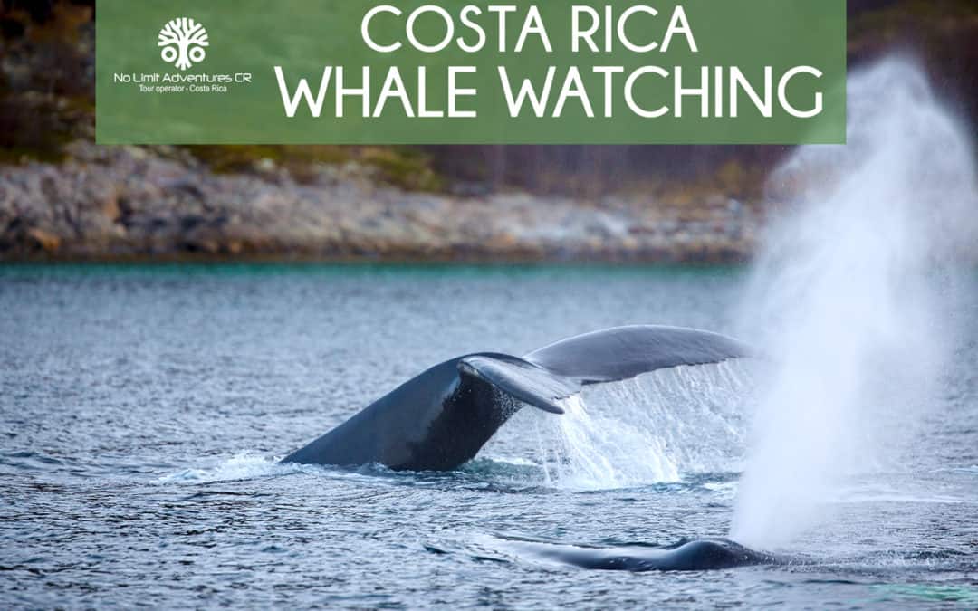 Costa Rica whale watching