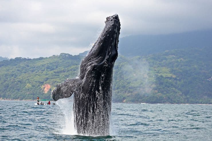 Costa Rica Whale Watching Humpback