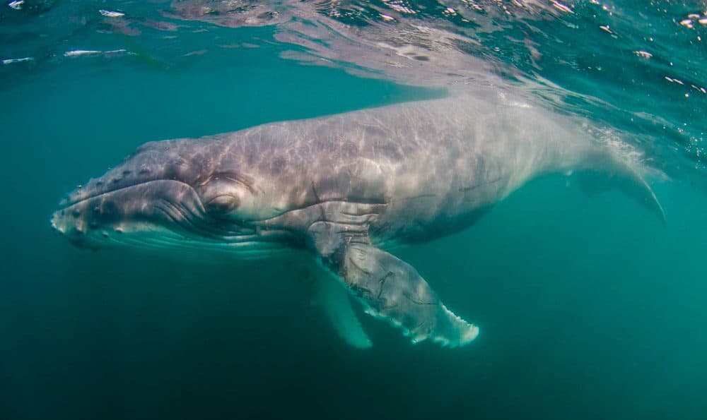 Humpback whale watching costa rica