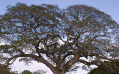 The Simple Luxuries of Costa Rica: Nature, Connection, and Slower Travel