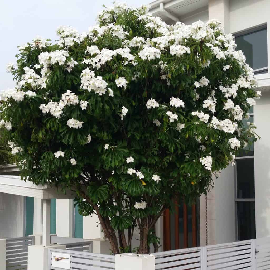 costa rica nature plumeria pudica
