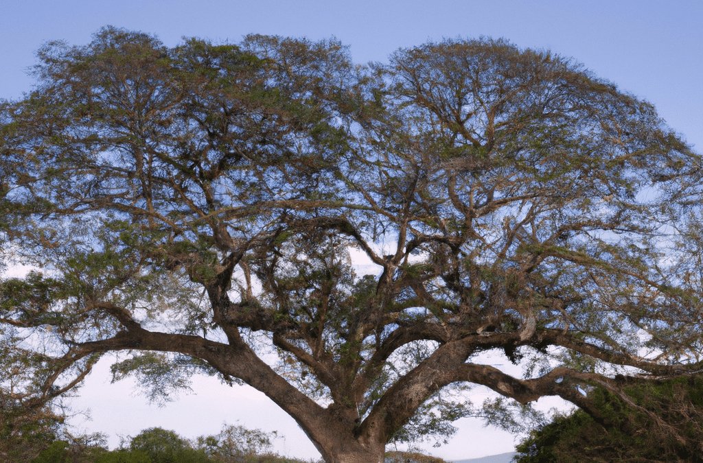 guanacaste tree no limit costa rica adventures