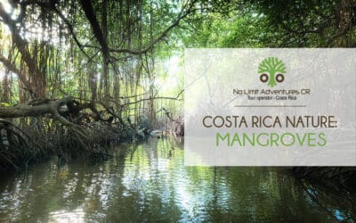Costa Rica nature: mangroves