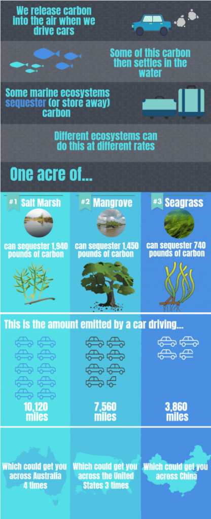Mangroves importance