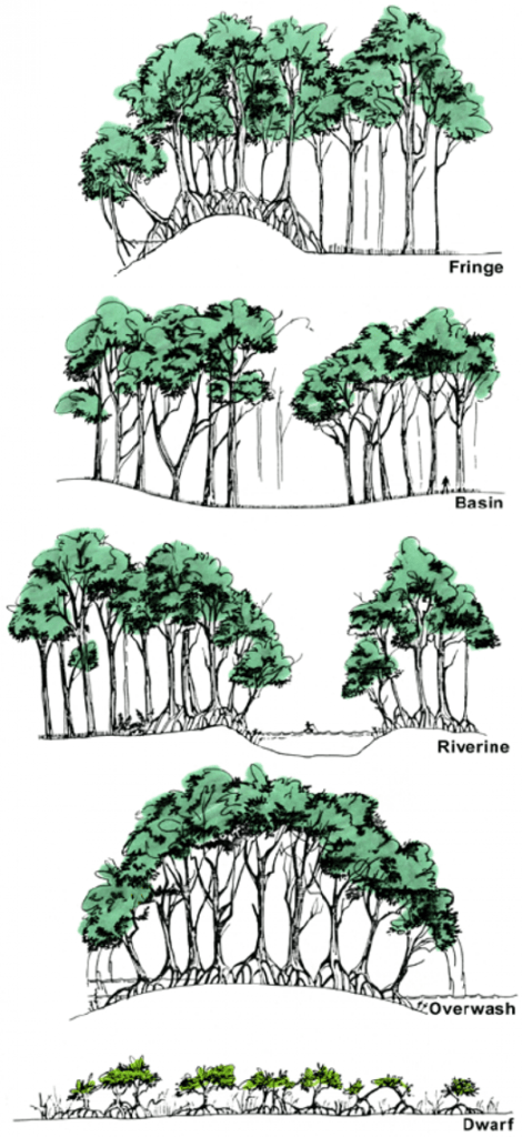 Type of mangroves
