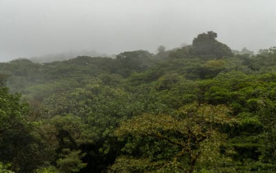 Discover the Wonders of Cloud Forests