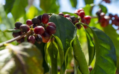 Savoring the Richness of Costa Rican Coffee: From History to Beans