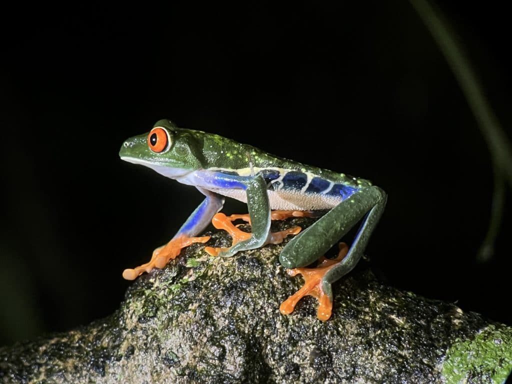 wildlife tour viewing costa rica