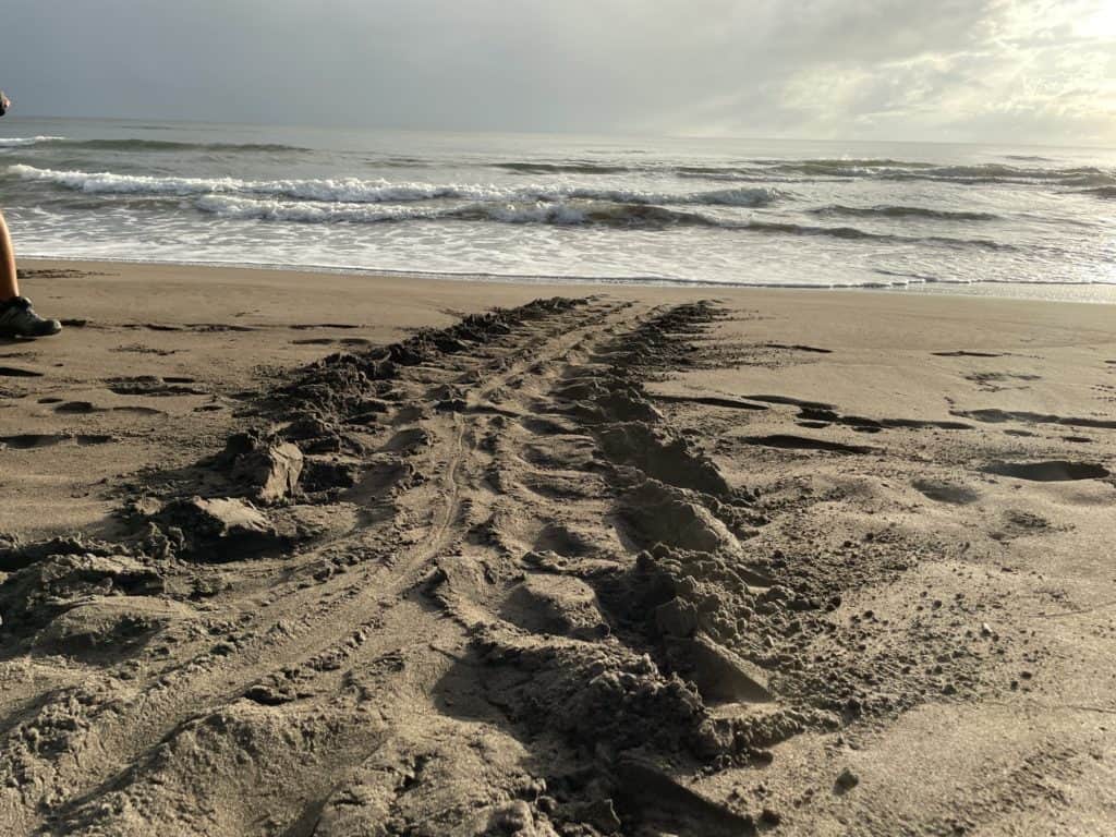 Watch Turtle Nesting and Hatching in Costa Rica