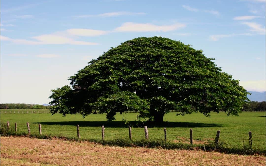 árbol de guanacaste costa rica