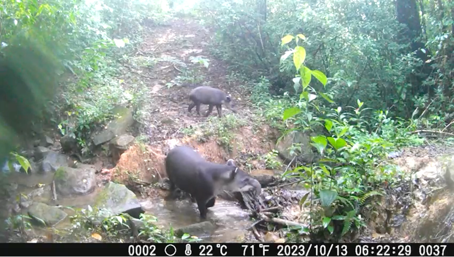 tapir armonia experience costa rica 