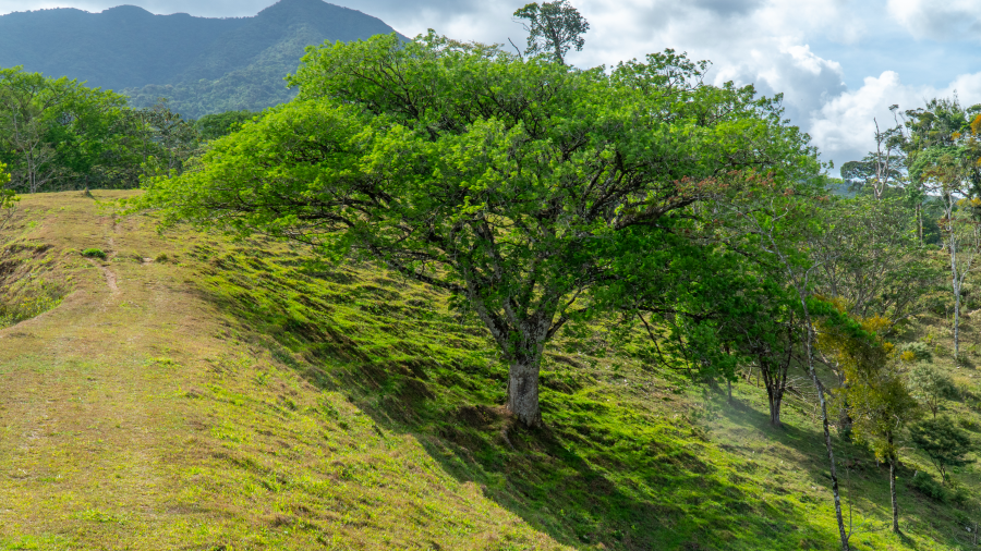 Armonía. Experience in Guanacaste.