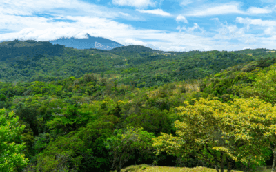 Armonía: Growing Roots, Restoring Balance