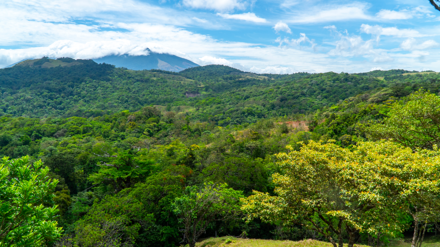 Armonía. Experience in Guanacaste 1