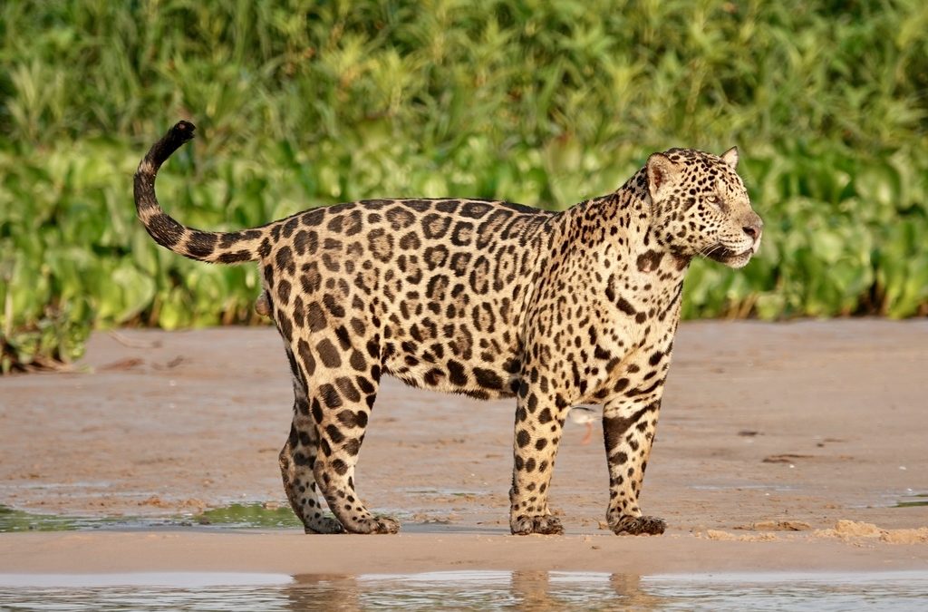 Jaguar Day in Costa Rica: Celebrating the Guardian of the Forest