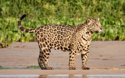 Jaguar Day in Costa Rica: Celebrating the Guardian of the Forest