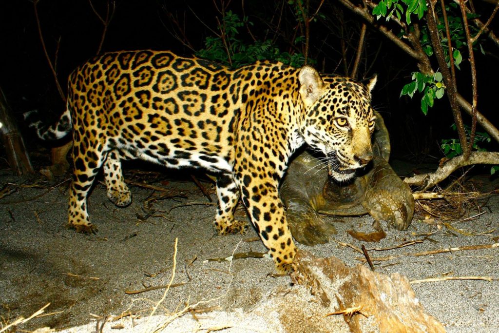 Jaguar in costa rica
