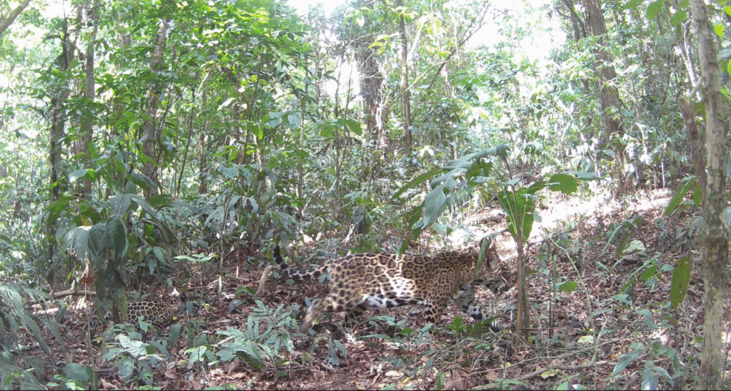 jaguars in armonia no limit adventure guanacaste